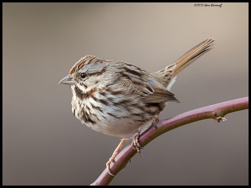 _4SB5447 lincoln sparrow.jpg